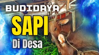 Budidaya Sapi jantan dan betina