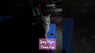 #Kucing#BenciTapiRindu#RatihPurwasih#Hujan, Si Bola Kedinginan