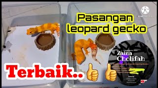 Pasangan leopard gecko yang baik.