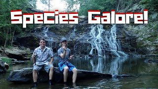 Alabama Microfishing Trip! (Saw one of the RAREST Fish Species in the WORLD)!!