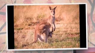 Kangaroo On Country