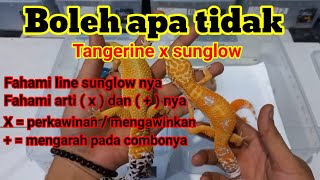 BINGUNG MENGAWINKAN GECKO,FAHAMI MAKSUD ( X ) DAN ( + ) PADA LEOPARD GECKO