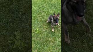 Don’t Shut The puppy Down #dog #puppy #shortsvideo #dogtraining #shorts