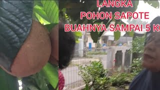 LANGKA BUAH SAPOTE  INI HARGANYA BISA RATUSAN RIBU PER KG KINI TUMBUH DI INDONESIA