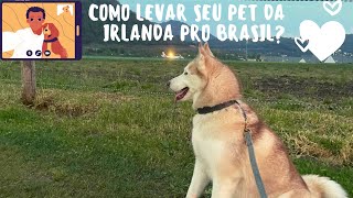 COMO LEVAR O PET DA IRLANDA PARA O BRASIL | DOCUMENTAÇÃO