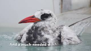 Stowaway Red-Tailed Tropicbird Found Far From Home