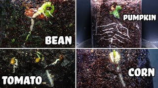 Seed Germination Time Lapse 1: Bean - Pumpkin - Tomato - Corn