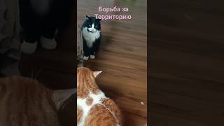 Борьба за Территорию #коты #кот #тренды #trending #cat #cute #top