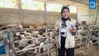 #Alkhidmat has set up a Qurbani cattle farm in Deir el-Balah for #Palestinian families in Gaza.