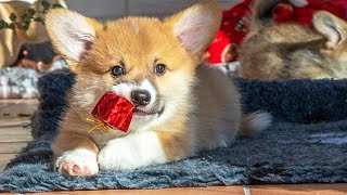 Funny Dogs Opening Christmas Presents 🤩 [Funny Pets]