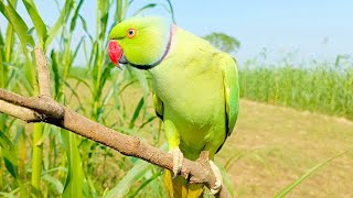 Ringneck parrot videos Compilation🦜