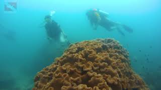 Коралловый сад | Coral Garden at Koh Chan of the Samaesan Archipelago | Diving Pattaya, Thailand