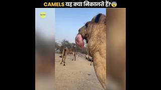 ऊंट🐪 अपने मुँह से यह क्या निकालते हैं? 😨 | What Comes Out Of Camels Mouth | The Fact | #shorts