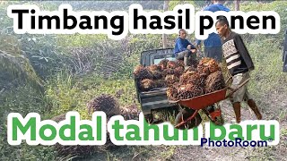 Timbang sawit hasil panen - sawit dumpy - modal tahun baru