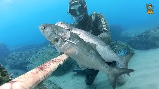 Pesca Sub: "Coppiola di Pesci Serra" - Spearfishing Two Fish, One Shot.