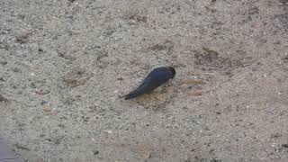 Andorinha-Das-Chaminés (Hirundo rustica)