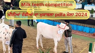 PDFA international dairy and agri expo 2024 ਖੀਰੀਆਂ ਵੱਛੀਆਂ ਦਾ ਮੁਕਾਬਲਾ #cow #dairyfarm