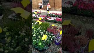 Flowers Market during 'Ducal autumn' Ferrara, Italy