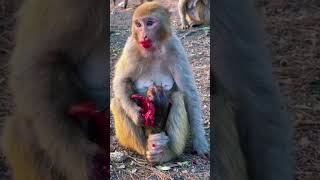 Cute monkey eating the red fruit #shorts #funnyanimals