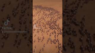 Mesmerising Wildebeest Migration