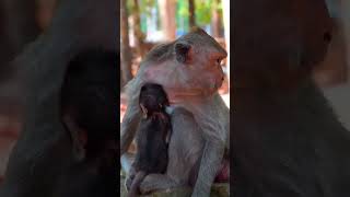 Ep419. Adorable Monkey Has the Cutest Reaction to Meeting a New Friend