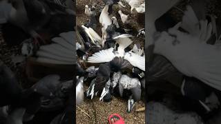 Pigeons feeding call #shorts #kabootar #viral #kabutar #youtubeshorts #abcpigeonfarm