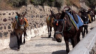 Greece the Aegean Sea Santorin Island Pt.05 - donkeys on way from Fira downhill to old harbor