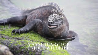 寄港地紹介　ガラパゴス　シルバーシー　SilverseaExpeditions Galapagos