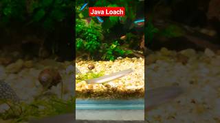 Java Loach | black kuhli loach | chocolate kuhli loach | cinnamon loach