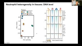 [Ivan Ballesteros Martin] Co-option of Neutrophil Fates by Tissue Environments