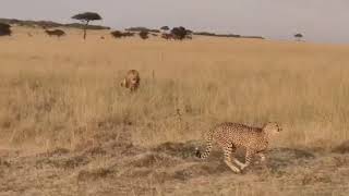 Male Lion chasing a Cheetah