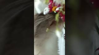 FUNNY CAT. CAT EAT FLOWERS