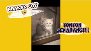 NGAKAK BRUTAL 🤣 | Video kompilasi terbaik kucing lucu 2024 minggu ini | Tantangan jangan tertawa [2]