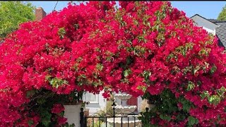 Arco de 🌺Bouganville🌺