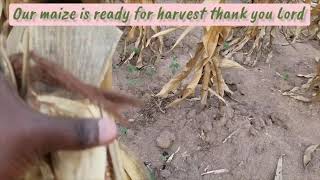 Finally we are into harvest thank you lord