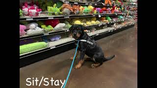 Puppy Training: 17 Week Old Rottweiler | Board and Train Chattanooga TN