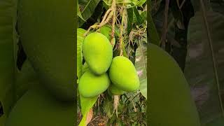 mango fruits video ||alphonso mango #trending #youtube #viral #reels #mango  #fruits #technology