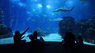 Visite o Oceanário de Lisboa e 500 Espécies diferentes! 🤩🌊