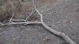 Bready Walk Behind tractor pulling tree branch.