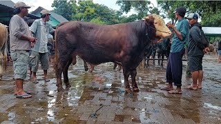 15.250‼️PEDAGANG LEMES DI GUYUR HUJAN,SAPI JANTAN MURAH | Pasar Sapi Tuban