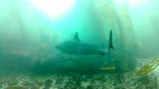 03 12 2022 South Coast Divers at Heisler Park with sharks