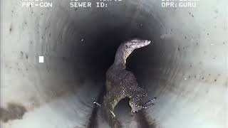 Komodo Dragon Looking for a Sewer Rat