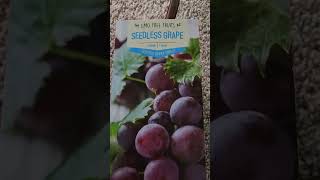 Seedless grape 🍇 #seedless #grape