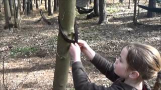 bushcraft with children episode 5: DD  hammock setup