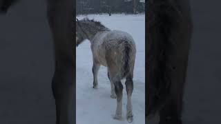 На поле с лошадками #horse #лошади #рекомендации #хочуврек