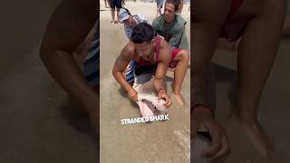 Man rescue stranded shark on beach..👏 @lisharkman