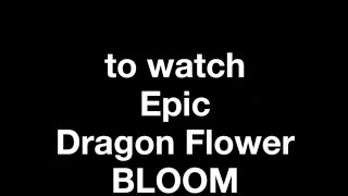 Time Lapse 60 second VIDEO Night Flower