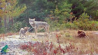 Wolf pups mob adults for food