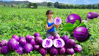 Harvesting Vegetables In The Garden, Grow Sweet Potatoes | Tiểu Vân Daily Life