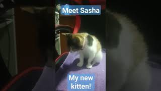 Meet Sasha - My new kitten!